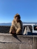 Am Affenberg Gibraltar_1