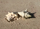 Barbuda_1