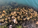 Pointe à Pitre_1