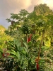 Wanderung auf Dominica (3)_1